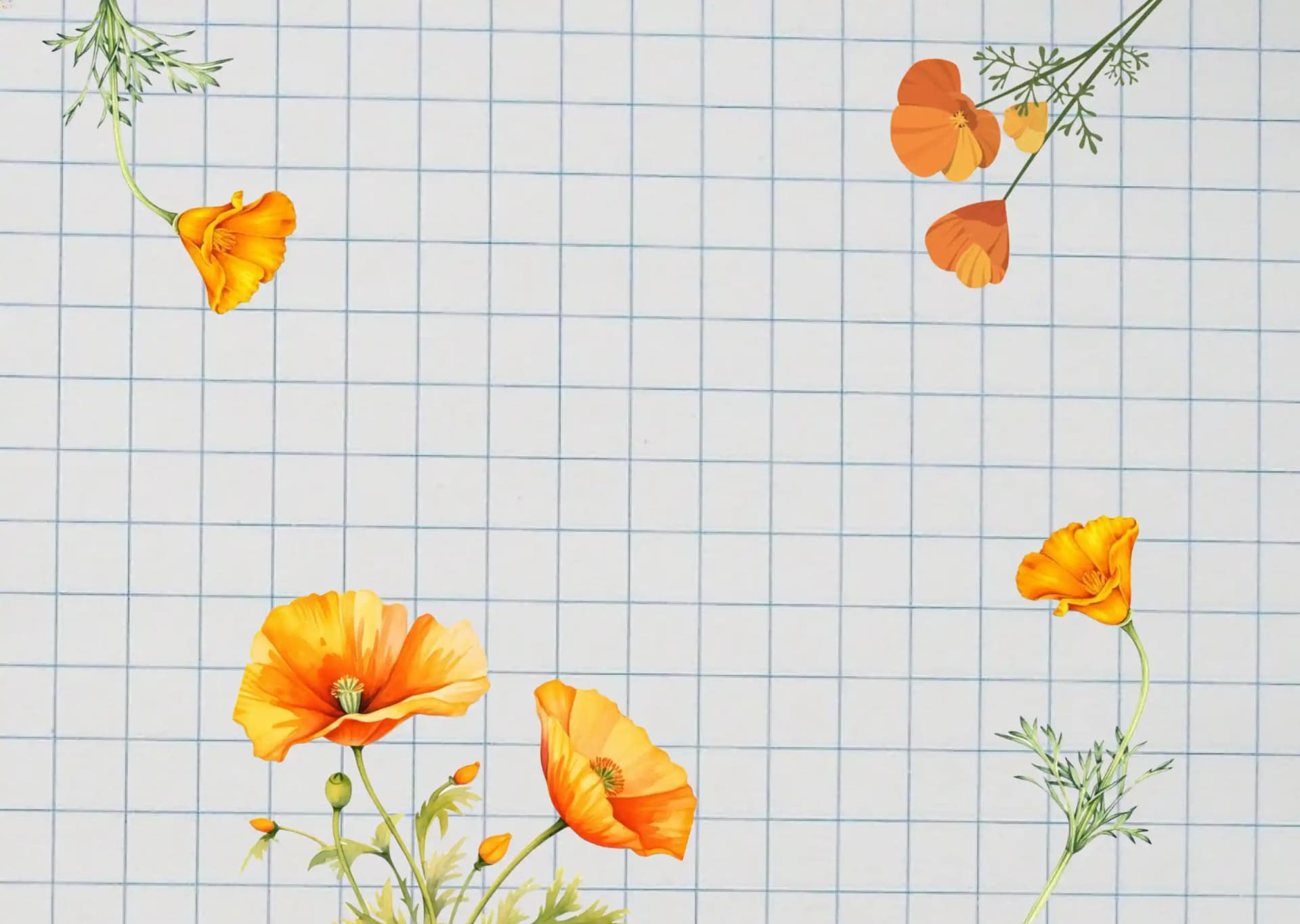 Graph paper with California Poppy's drawn on